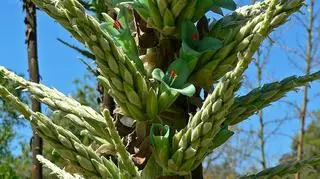 Kwitnąca Puya chilensis