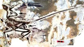 Microraptor gui miał niecały metr wysokości