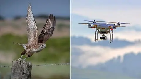 Sokoły inspiracją dla twórców dronów