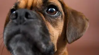 Psy mogą wykrywać pole magnetyczne