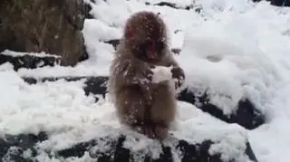 Małpki w Chinach i Japoni kąpią się w śniegu
