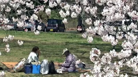 Jak przebiega sakura-zensen? Japończycy śledzą z atencją