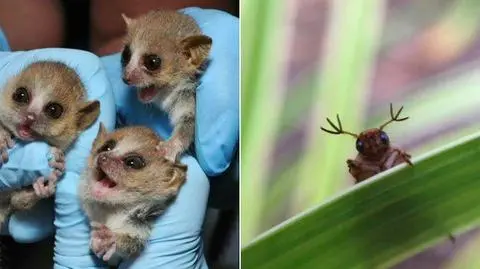 Najsłodsze zwierzaki świata #CuteOff