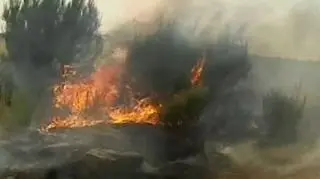 Płoną lasy w centralnej Portugalii