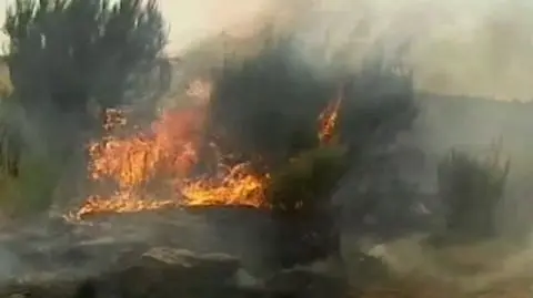 Portugalia w ogniu. Spłonęło już prawie 120 tys. hektarów lasów 