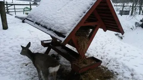 Samiec sarny przejadł się, dostał wzdęć i trzeba go było ratować. "To częsty przypadek zimą"