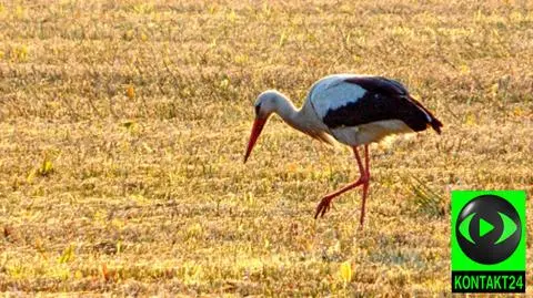 Bociany w Żywkowie zaadaptowały dwa pisklęta i zajęły się nimi jak własnymi