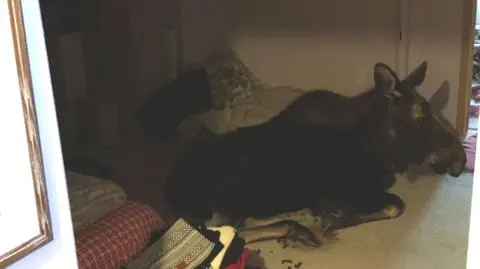 Myśleli, że to włamywacz. Wpadł do sypialni przez okno