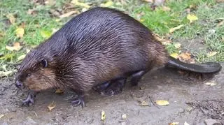 Bobry atakują ludzi