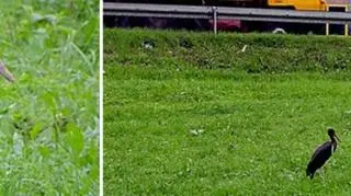 Bocian czarny pojawił się w Nowym Sączu