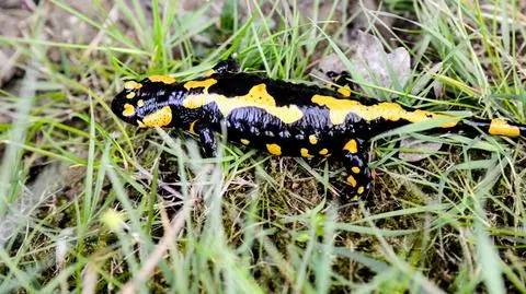 Salamandry wydają potomstwo. "Nie służy im tegoroczna susza"