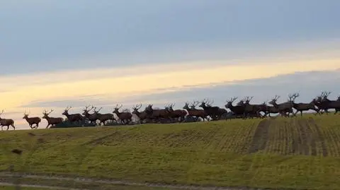 Zobacz prawdziwe piękno przyrody. Tak biegnie chmara jeleni 
