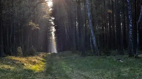 Bory Tucholskie Ocypel