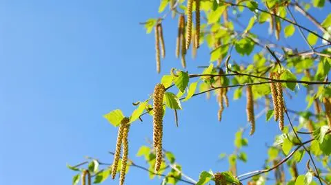 Komunikat dla alergików 26.04.2013