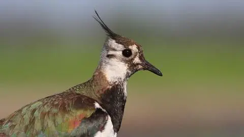 Co robić w weekend? Spędzić go z czajką