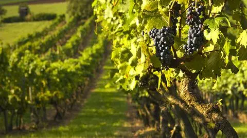 Zmiany klimatu a wino. Włoskie stają się mocniejsze, a polskie dostają szansę