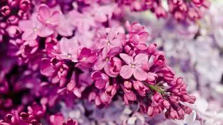 Kwiaty bzu - symbol maja