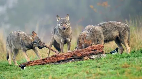 Wilki zabiły prawie 200 zwierząt na Warmii i Mazurach. "Powodem może być pogoda"