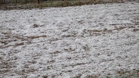 Aktualnie czytasz: Spadł pierwszy listopadowy śnieg