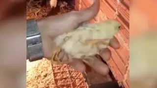 Pisklę z czterema nogami