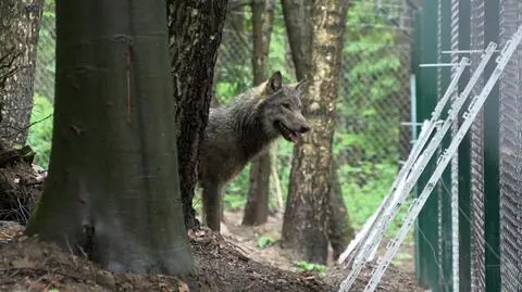 Znaleziono go nieopodal Warszawy, był mocno poturbowany. Wilk Kampinos wrócił do watahy