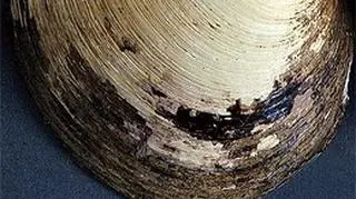 Liczba zewnętrznych pierścieni na muszli pozwoliła skorygować wiek małża Minga