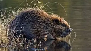 Bobry szykują się na nadejście zimy