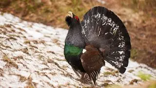 Głuszec zwyczajny (Tetrao urogallus)