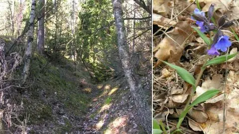 Rów przeciwczołgowy w Puszczy Piskiej skarbnicą bardzo rzadkich gatunków