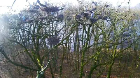 Czaple siwe zapraszają. Niedługo przystąpią do lęgu