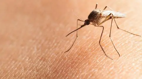 Komary odstraszają m