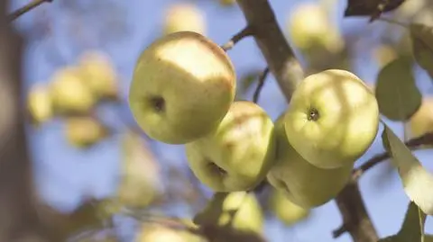 W ogrodzie pojawiło się kilkadziesiąt odmian jabłoni