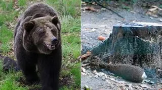 Niedźwiedzica Ewka w poznańskim ZOO znalazła pocisk w ziemi