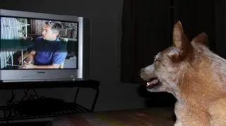 Co widzą psy patrząc w telewizor?