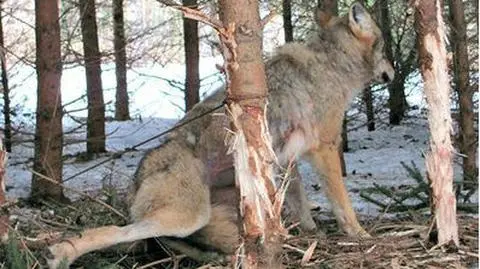 Wilczyca we wnyku od tygodnia. Atakowała wszystko w zasięgu zębów