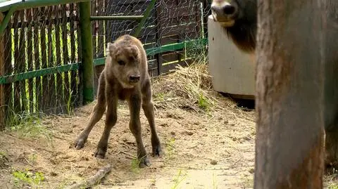 W Kiermusach przyszło na świat małe żubrzątko