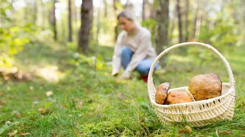 Główny Inspektorat Weterynaryjny ostrzega grzybiarzy