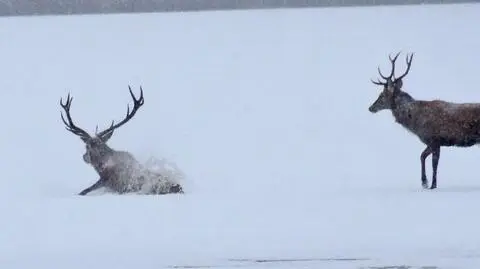 Pod dorodnym jeleniem zarwał się lód. Zobacz dramatyczną akcję ratunkową