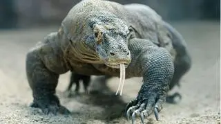 Waran z komodo 
