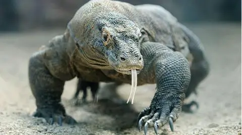 83-latka przeżyła atak smoka z Komodo. Kopnęła go w łapę