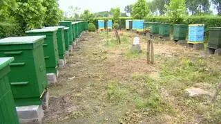 Ule typu wielkopolskiego