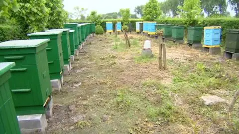 Pszczoły wróciły do Przyczyny Dolnej. Trwa odbudowywanie pasiek