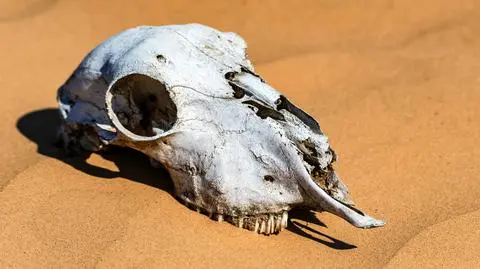 Na drodze do zagłady bioróżnorodności. "Zagrażamy już samym sobie"