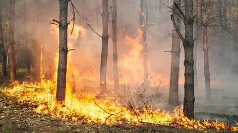 Najwyższe zagrożenie pożarowe w wielu lasach Polski