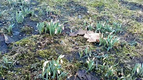 Przebiśniegi idzie wiosna :-)