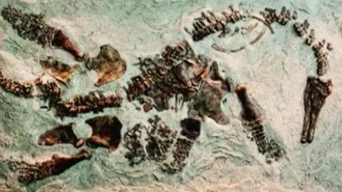 Szczątki dinozaura w ciąży