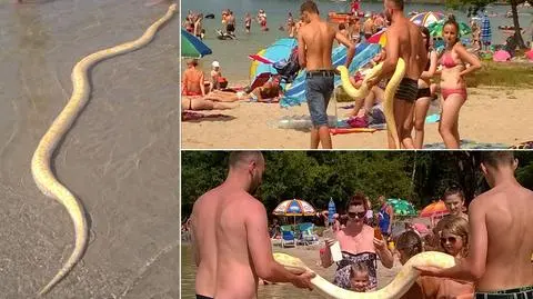 3,5-metrowy pyton na plaży w Lubelskiem