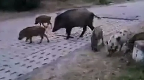 Łaciaty warchlak. "Wszystkie młode były brązowe i w paski, a tu nagle jeden taki"
