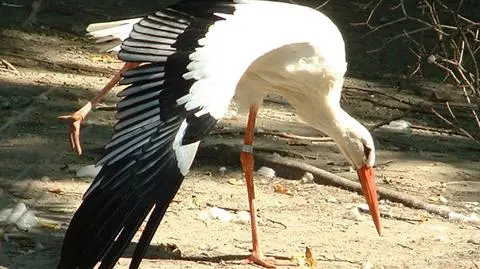 Naziemne bocianie gniazda i nadzieja na młode 
