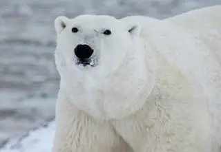 Zastrzelono niedźwiedzia polarnego